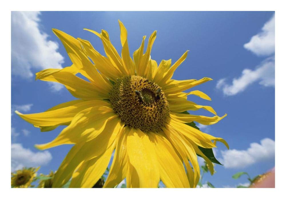 Common Sunflower with blue sky and clouds-Paper Art-26x18”