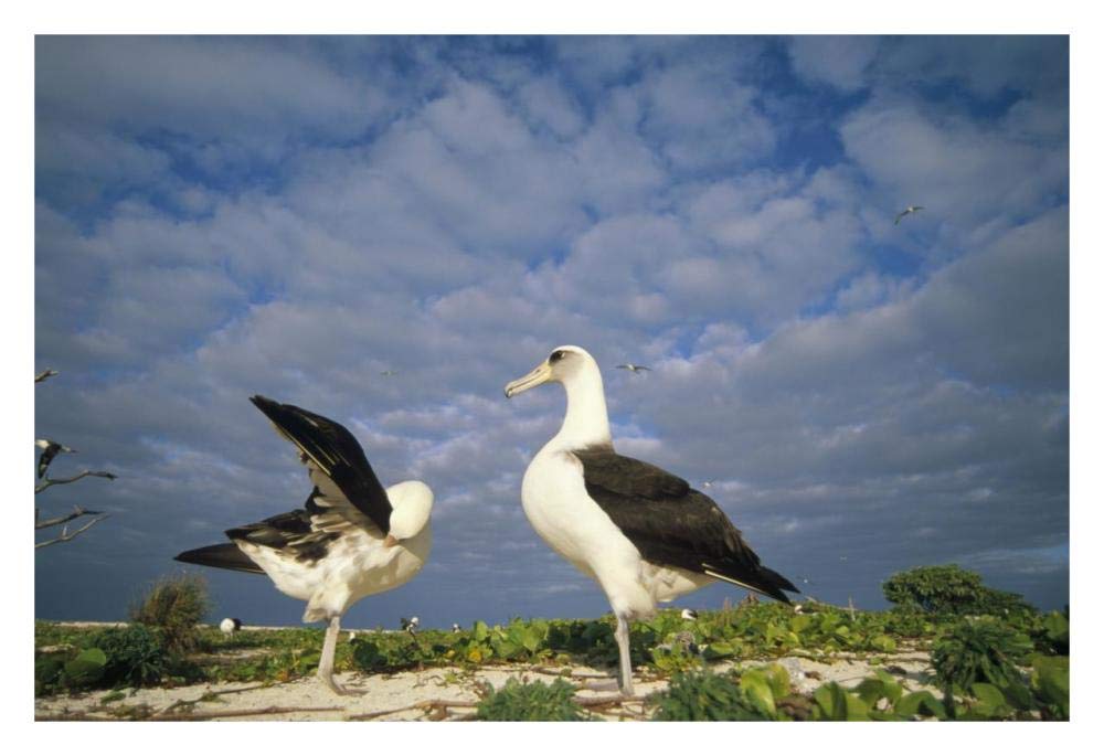 Laysan Albatross courtship dance, Midway Atoll, Hawaii-Paper Art-32x22”