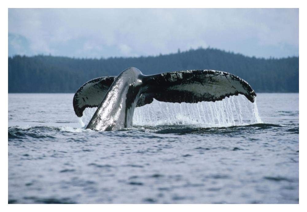 Humpback Whale tail, Alaska-Paper Art-20x14”