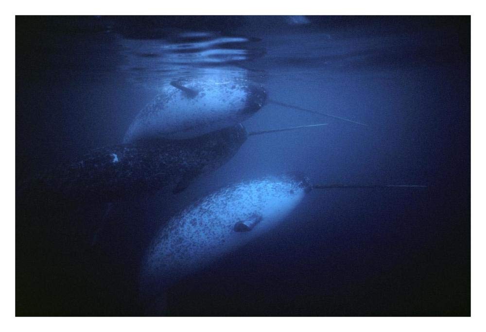 Narwhal males underwater, Baffin Island, Nunavut, Canada-Paper Art-32x22”