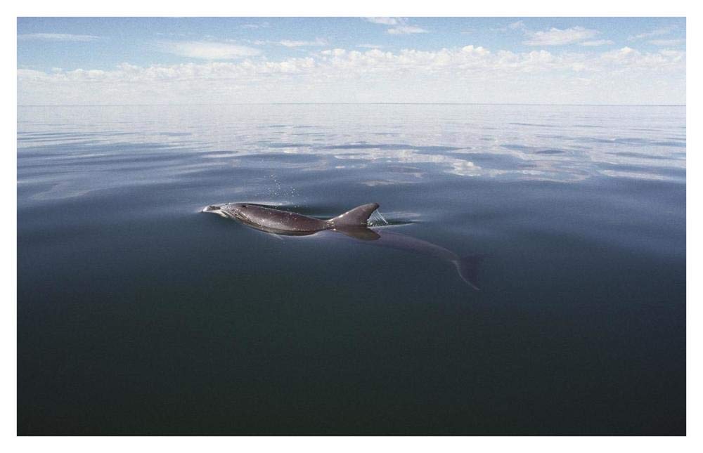 Bottlenose Dolphin surfacing to breath, Australia-Paper Art-42x27.2”