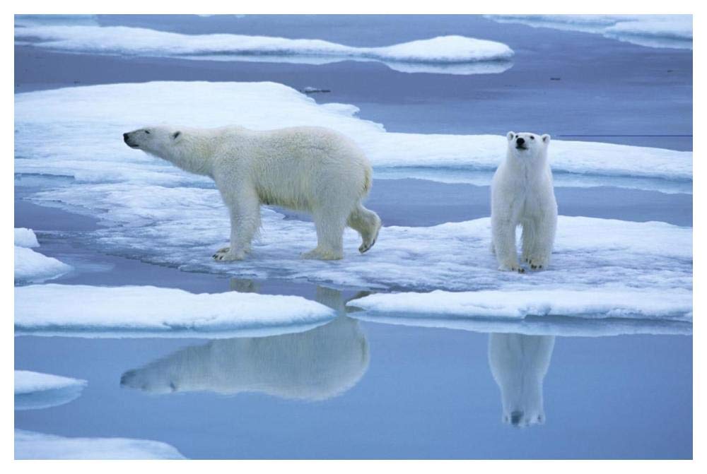 Polar Bear pair on ice with reflection, Spitsbergen-Paper Art-50x34”