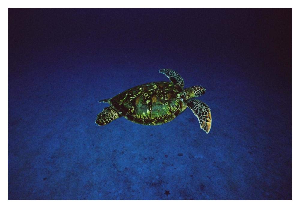 Green Sea Turtle swimming off of Cocos Island, Costa Rica-Paper Art-20x14”