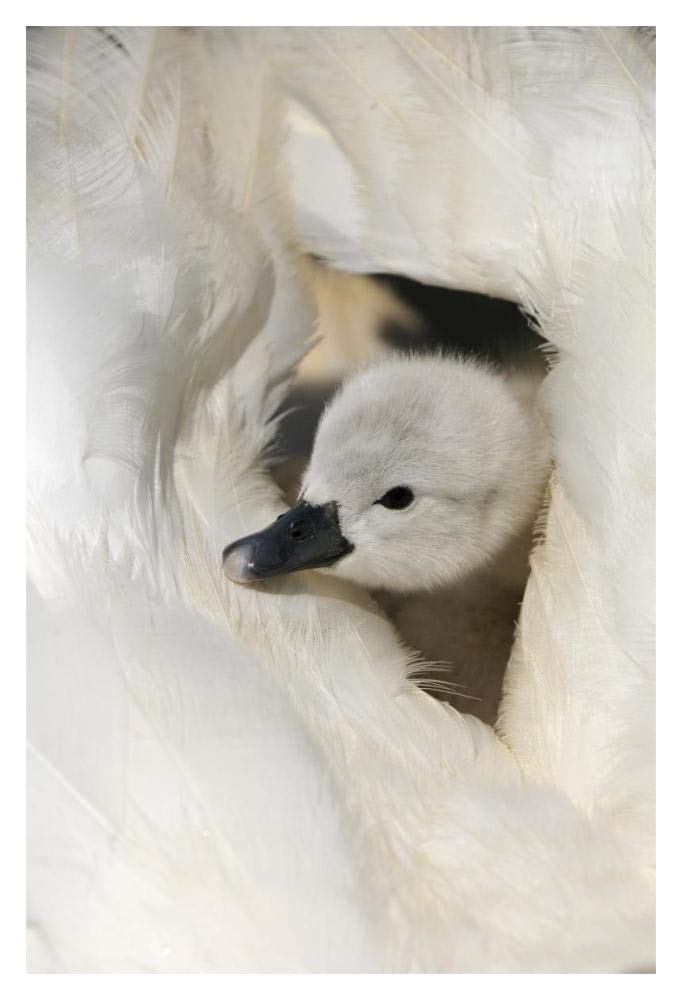 Mute Swan cygnet, on back of adult female, Abbotsbury, Dorset, England-Paper Art-14x20”