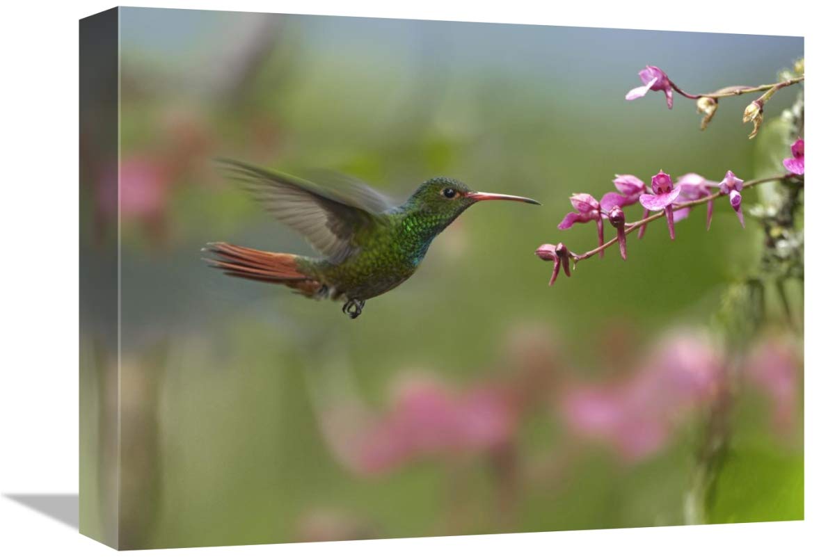 Rufous-tailed Hummingbird hovering near flower, Ecuador-Canvas Art-16x12”
