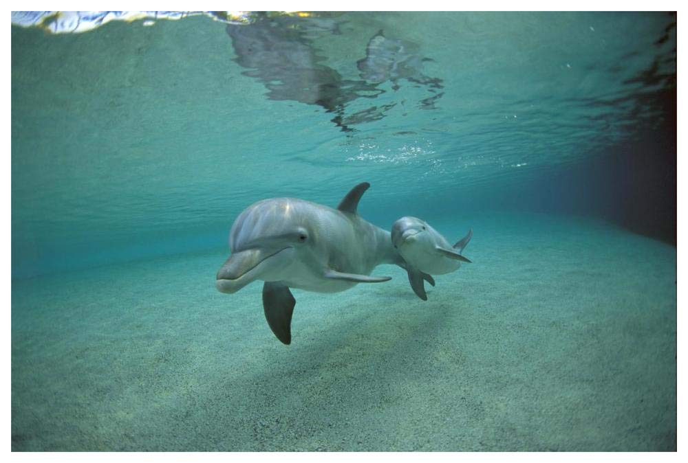 Bottlenose Dolphin underwater mother and young, Hawaii-Paper Art-62x42”