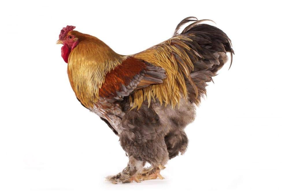 Domestic Chicken, Partridge Brahma, cockerel, standing-Paper Art-50x34”