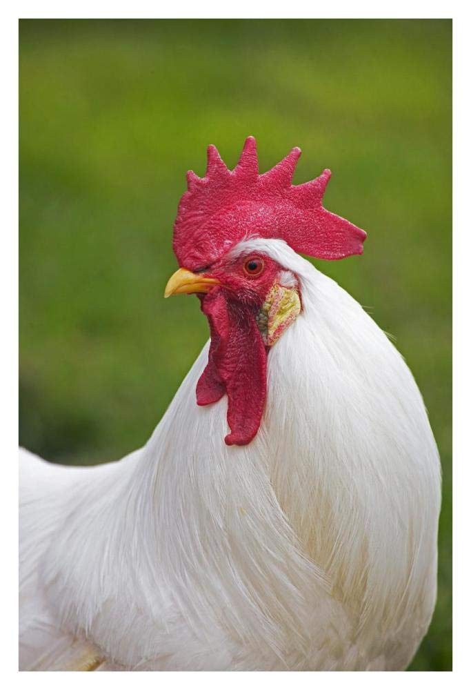 Domestic Chicken, White Leghorn, cockerel, close-up of head and neck, France-Paper Art-26x38”