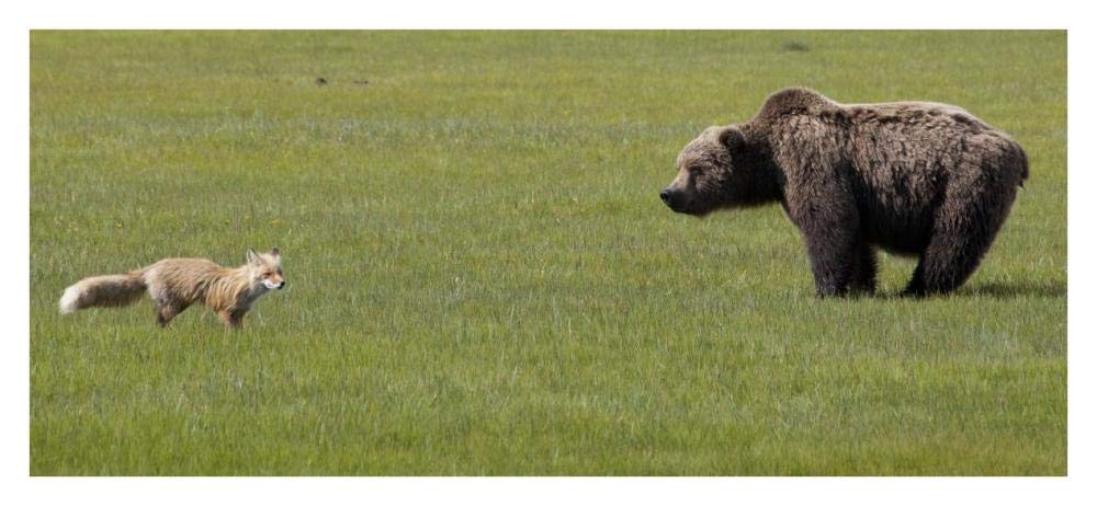 Red Fox and Grizzly Bear on sedge flats, Katmai National Park, Alaska-Paper Art-38x17.5”