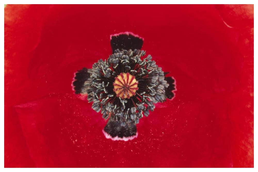 European Red Poppy close up of pistil and stamen, Europe-Paper Art-62x42”