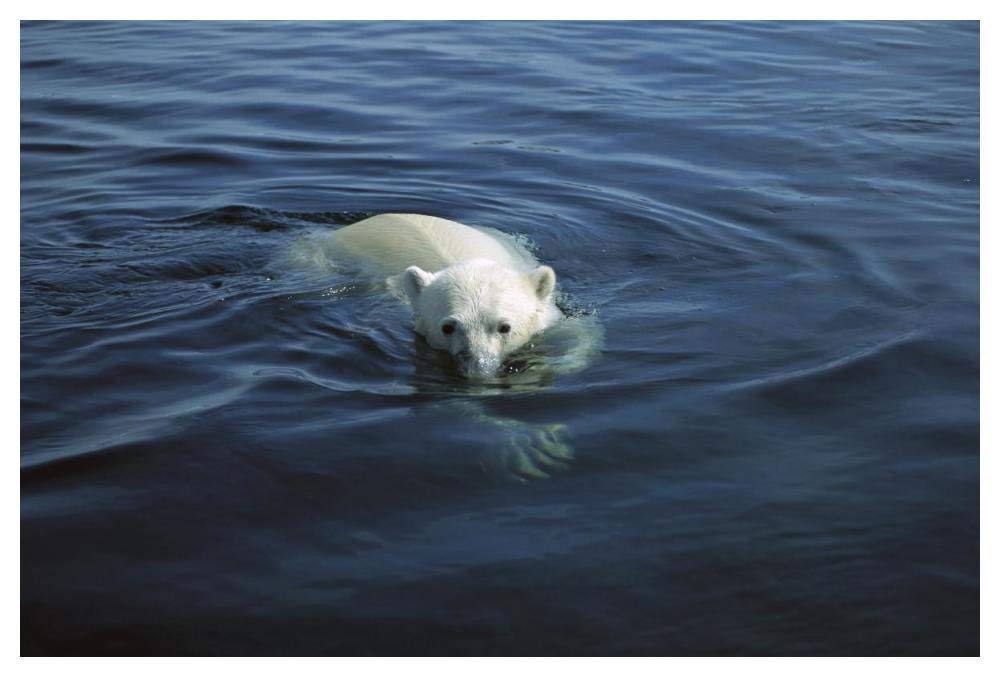 Polar Bear swimming, Wager Bay, Canada-Paper Art-50x34”