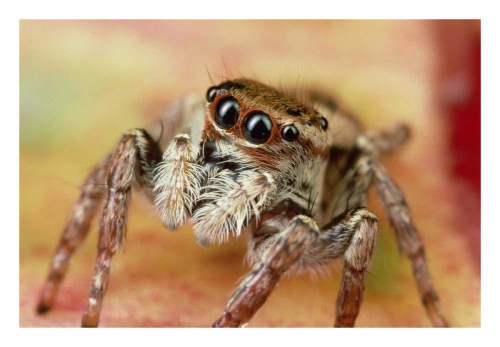 Jumping Spider portrait, Reunion-Paper Art-26x18”