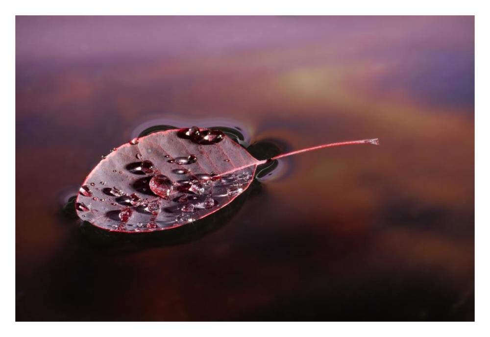 European Smoketree leaf floating with sunset reflections, western Oregon-Paper Art-32x22”