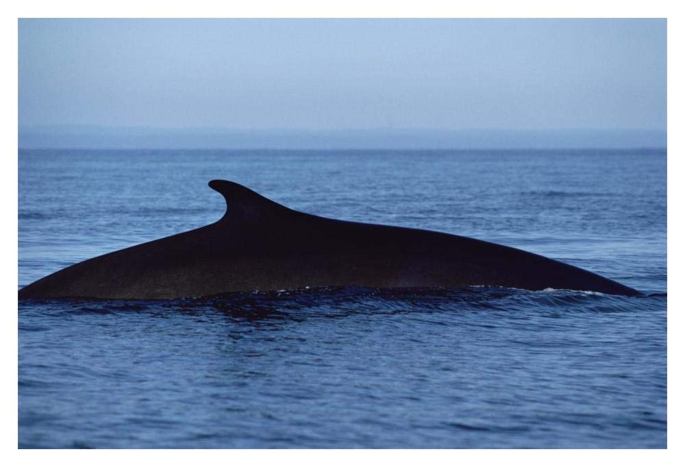 Fin Whale silhouetted dorsal fin, Baja California, Mexico-Paper Art-20x14”