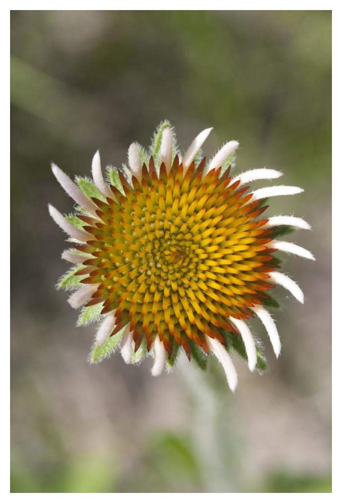 Blacksamson Echinacea flower growing petals, Spruce Woods Provincial Park, Manitoba, Canada-Paper Art-34x50”