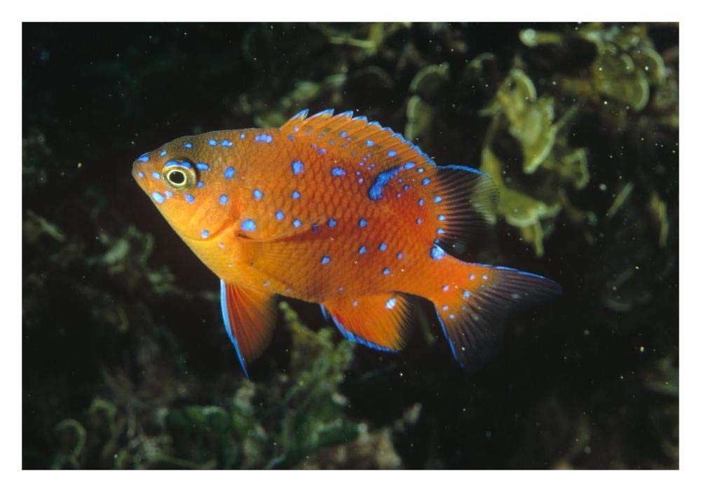 Garibaldi juvenile, California-Paper Art-32x22”