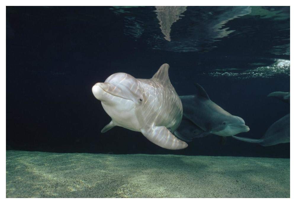 Bottlenose Dolphin underwater pair, Hawaii-Paper Art-50x34”