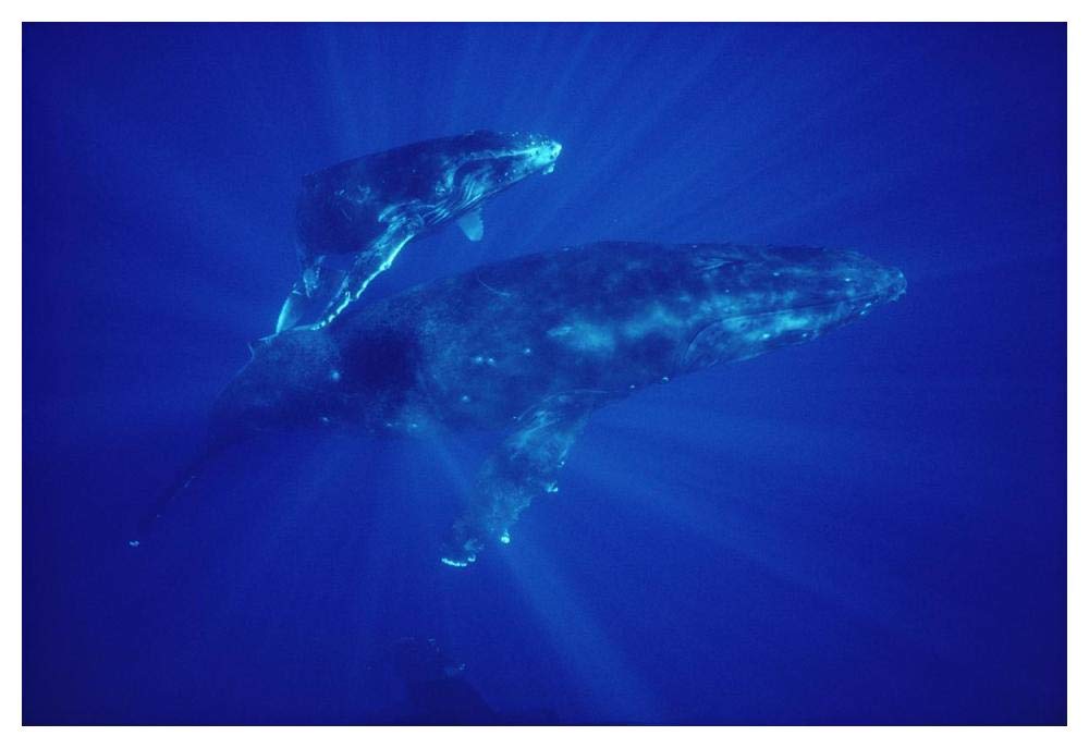 Humpback Whale mother and calf, Hawaii-Paper Art-50x34”