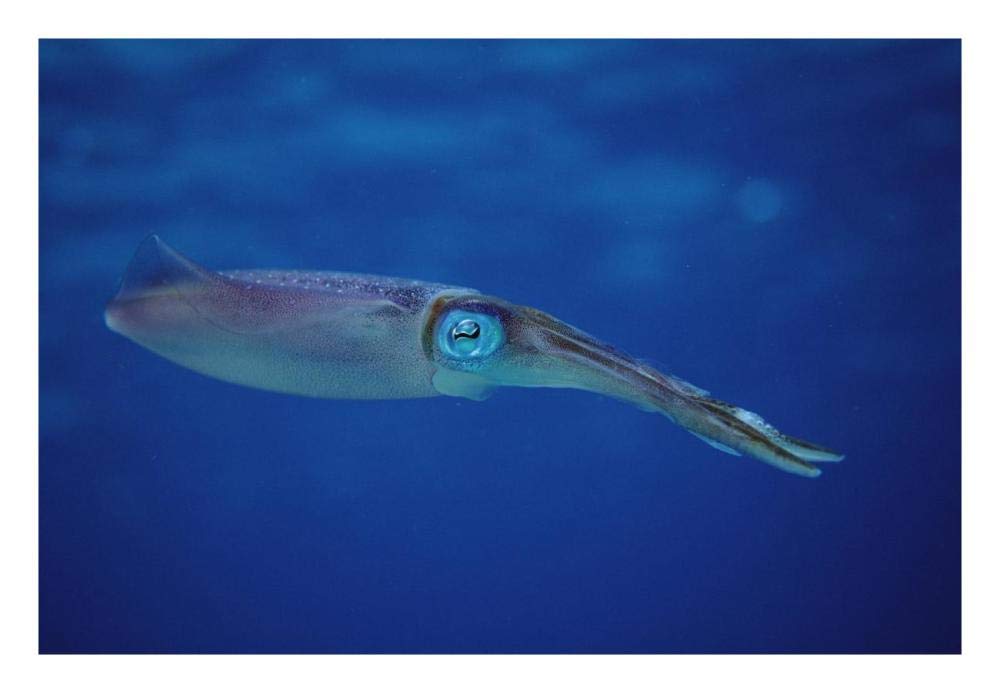 Squid portrait, Bonaire, Netherland Antilles-Paper Art-26x18”