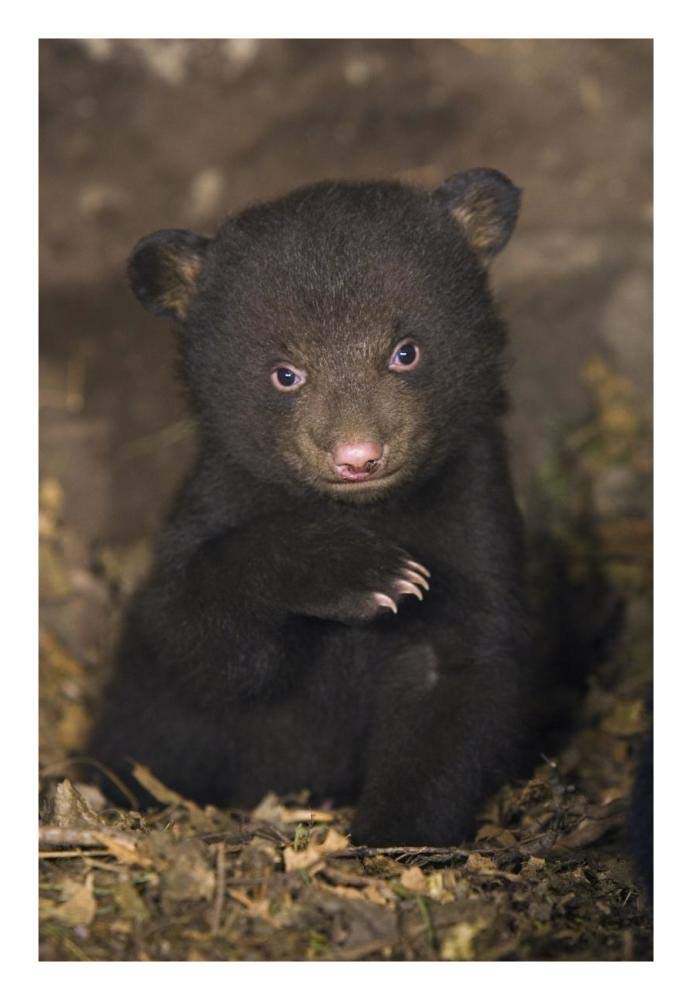 Black Bear 7 week old cub in den-Paper Art-18x26”