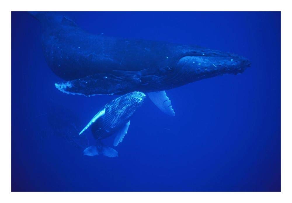 Humpback Whale cow and calf resting, Maui, Hawaii-Paper Art-26x18”