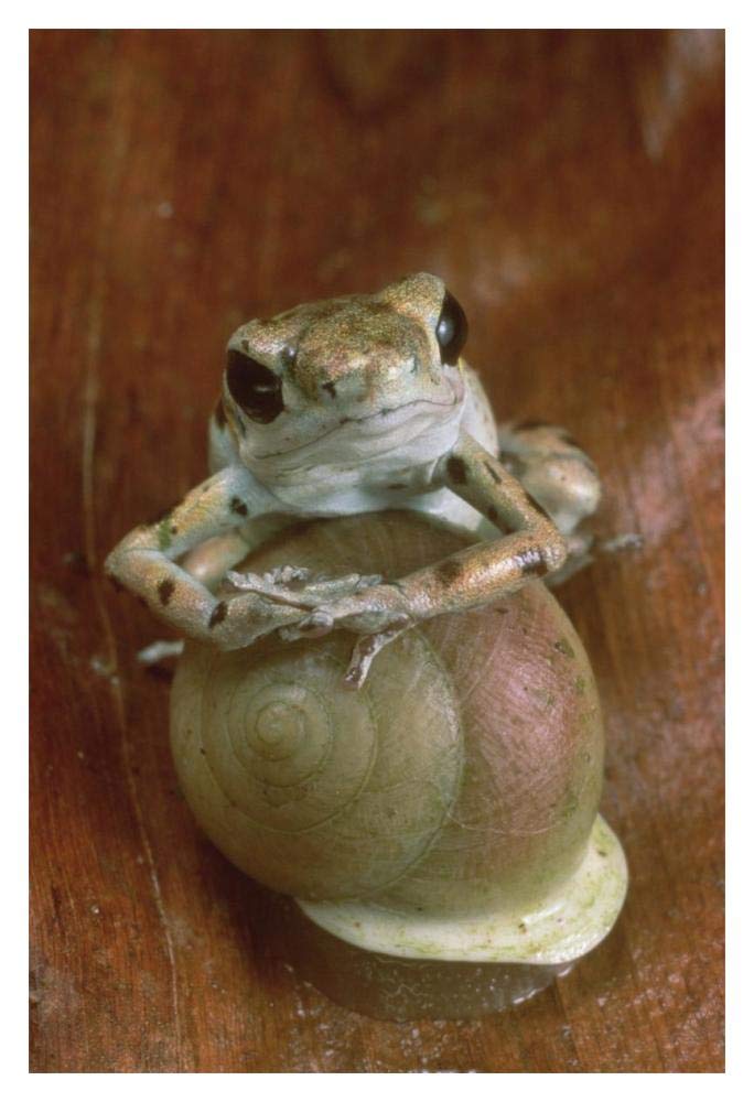 Strawberry Poison Dart Frog resting on snail, Panama-Paper Art-14x20”