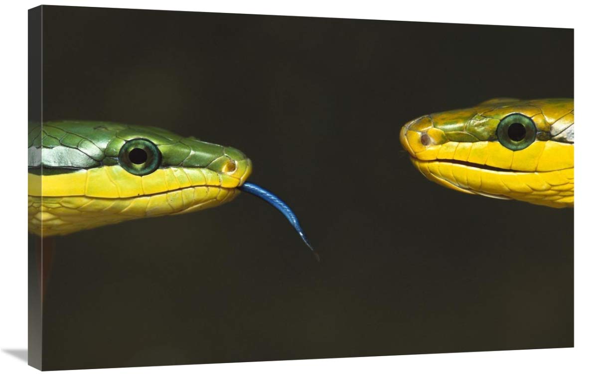 Colubrid Snakes making initial contact to identify friend, enemy, or prey-Canvas Art-36x24”