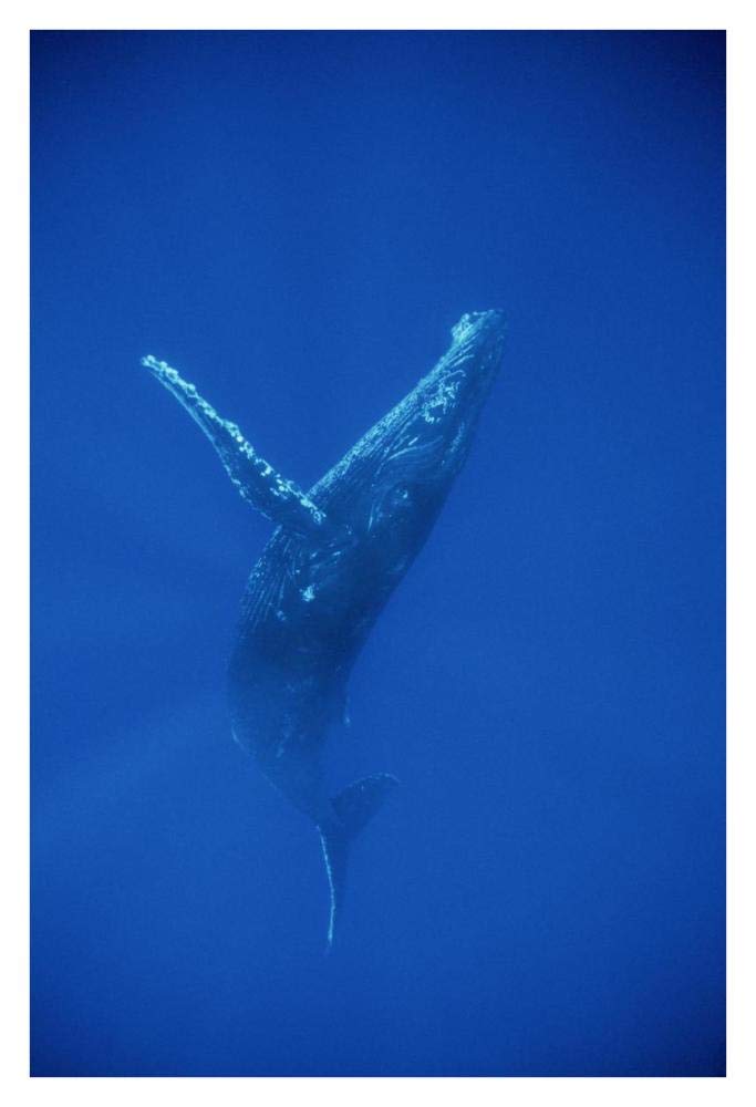 Humpback Whale swimming, underwater, Hawaii-Paper Art-26x38”