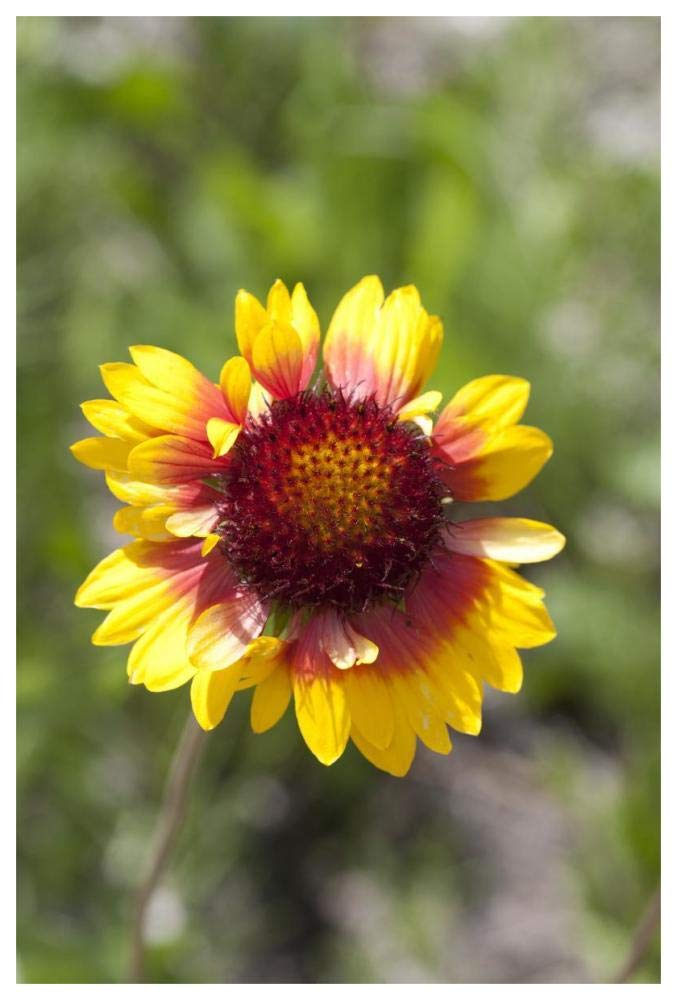 Annual Coreopsis flower, Spruce Woods Provincial Park, Manitoba, Canada-Paper Art-42x62”