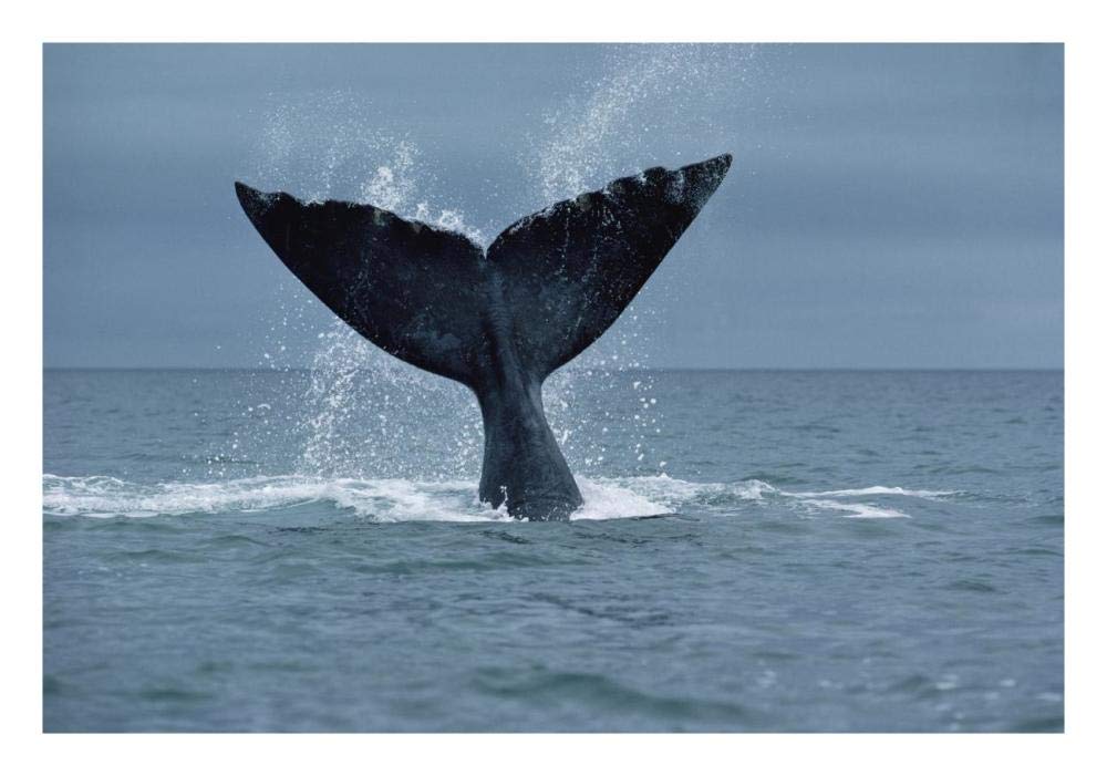 Southern Right Whale fluke, Argentina-Paper Art-26x18”