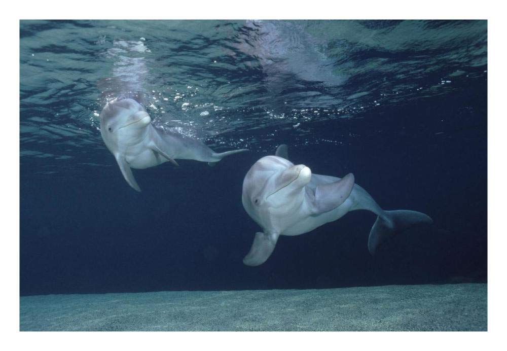 Bottlenose Dolphin underwater pair, Hawaii-Paper Art-26x18”