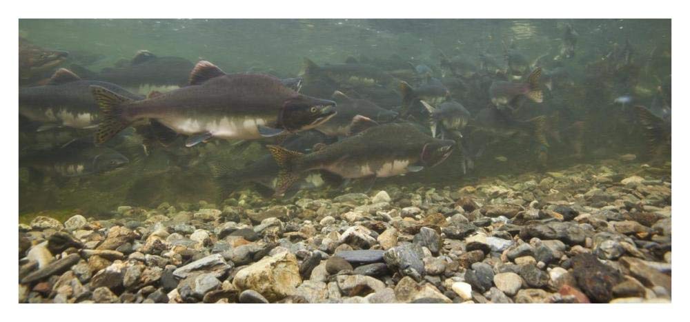 Pink Salmon swimming during migration, Indian River, Sitka, Alaska-Paper Art-38x17.8”