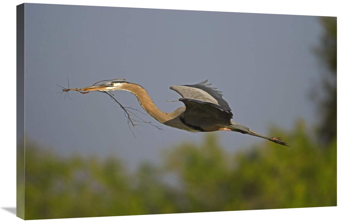 Great Blue Heron flying with nesting material, Venice, Florida-Canvas Art-36x24”