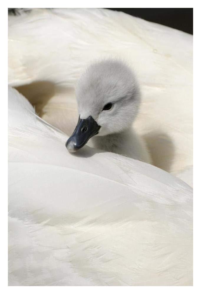 Mute Swan cygnet, on back of adult female, Abbotsbury, Dorset, England-Paper Art-26x38”