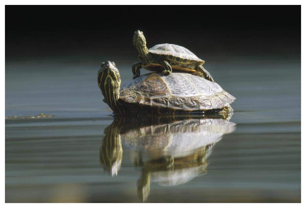 Red-eared Slider turtle, pair in pond, City Park, Munich, Germany-Paper Art-62x42”