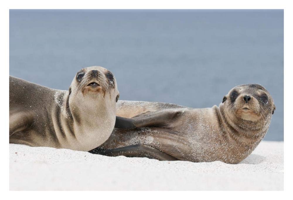 Galapagos Sea Lion females on beach, Galapagos Islands, Ecuador-Paper Art-32x22”