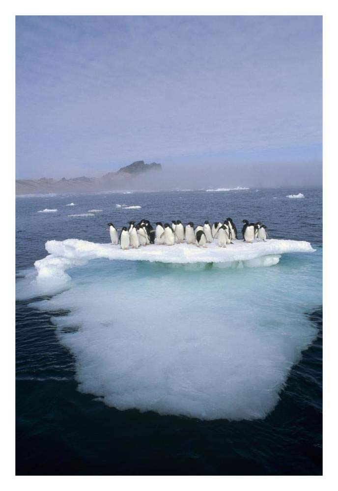 Adelie Penguin group crowding on melting summer ice floe, Possession Island, Ross Sea, Antarctica-Paper Art-22x32”