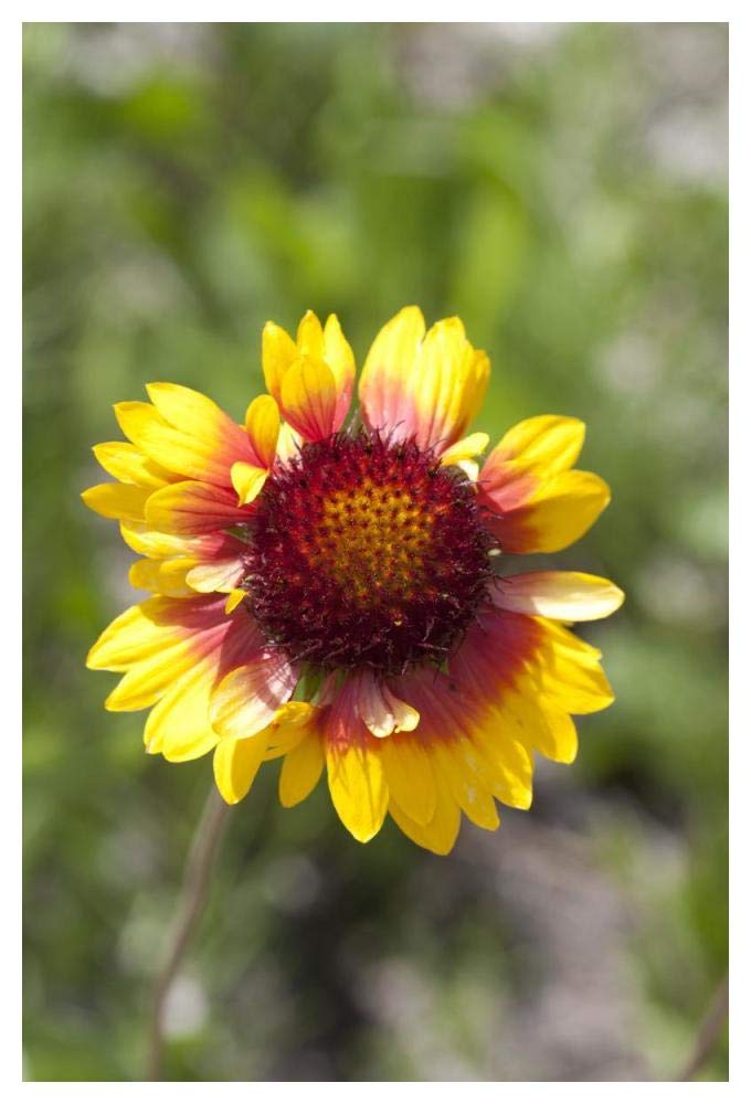 Annual Coreopsis flower, Spruce Woods Provincial Park, Manitoba, Canada-Paper Art-34x50”