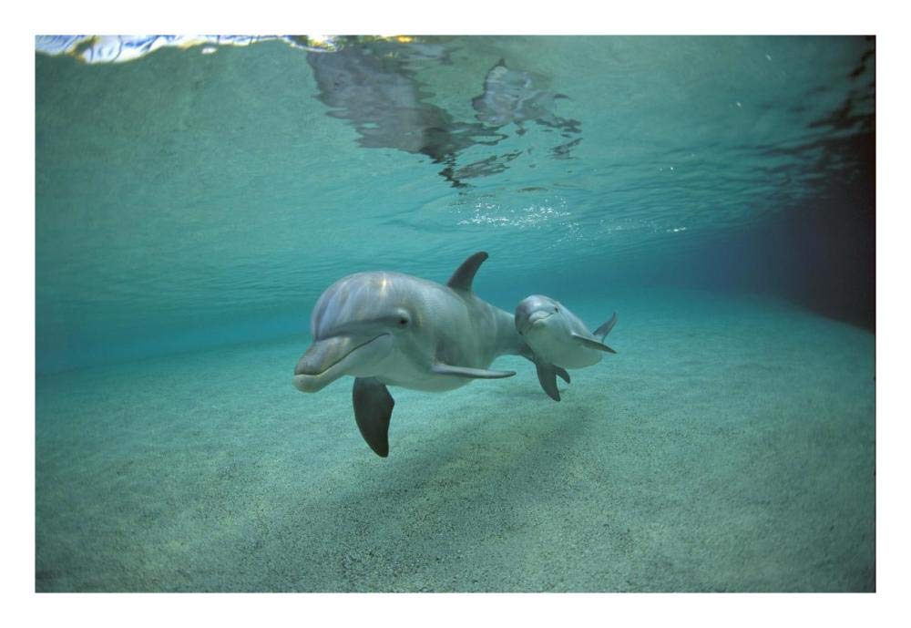 Bottlenose Dolphin underwater mother and young, Hawaii-Paper Art-26x18”