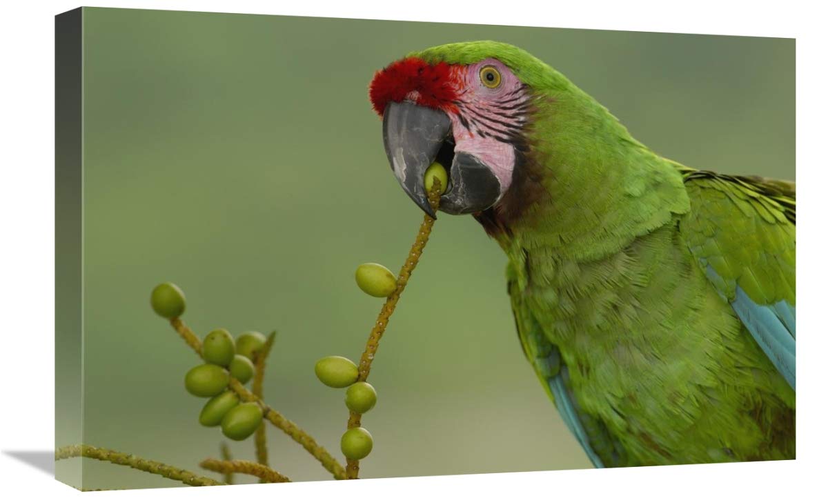 Military Macaw feeding on palm fruit, Amazon rainforest, Ecuador-Canvas Art-24x16”