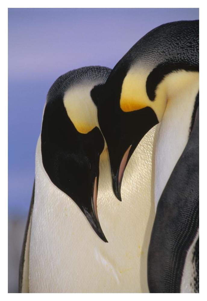 Emperor Penguin courting pair, Atka Bay, Princess Martha Bay, Weddell Sea, Antarctica-Paper Art-14x20”