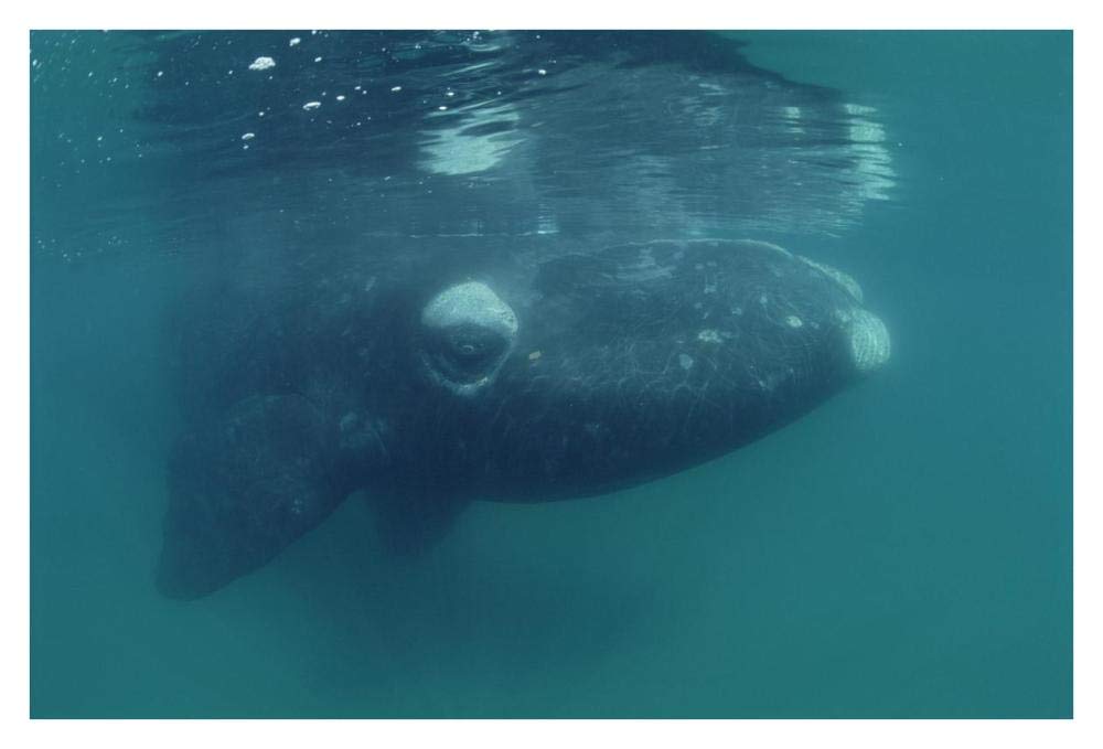 Southern Right Whale juvenile, underwater, Peninsula Valdez, Argentina-Paper Art-38x26”