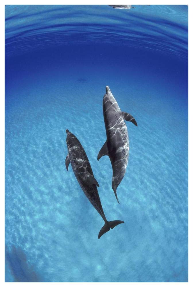 Atlantic Spotted Dolphin, pair underwater, Bahamas-Paper Art-42x62”