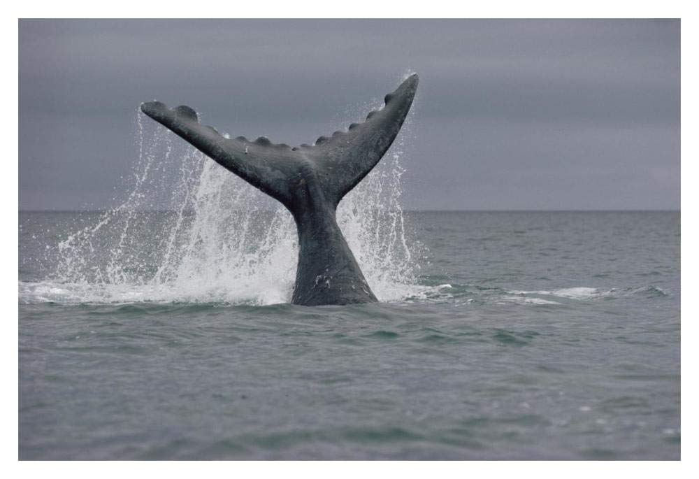 Southern Right Whale tail, Peninsula Valdez, Argentina-Paper Art-20x14”