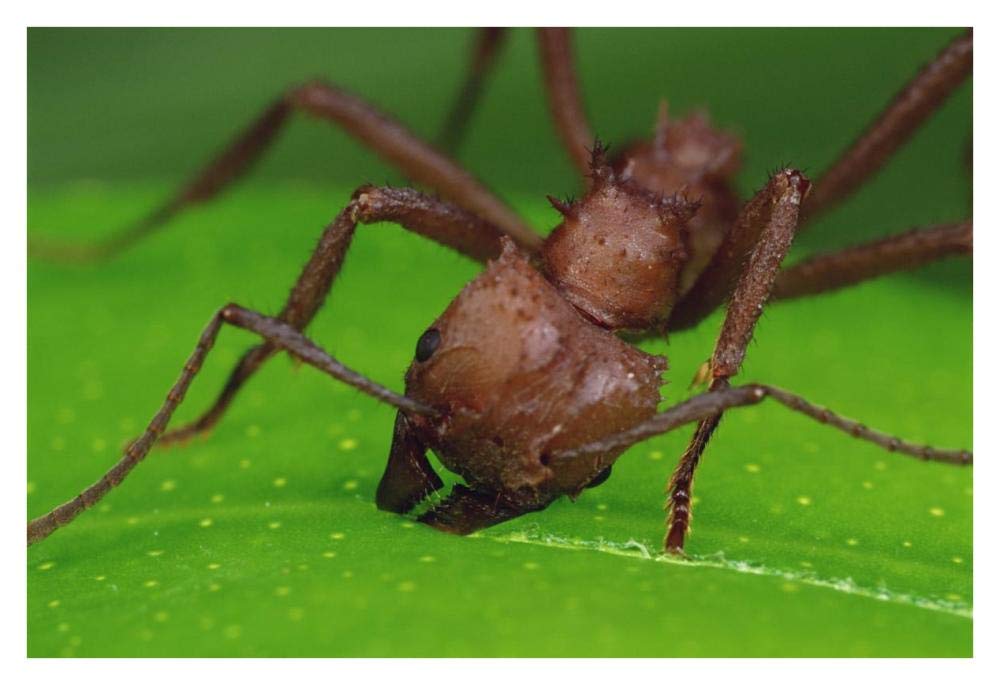 Leafcutter Ant worker cutting papaya leaf, Guadeloupe-Paper Art-38x26”