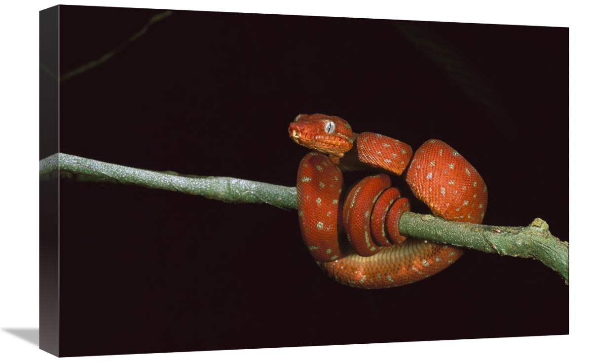 Emerald Tree Boa coiled juvenile, Iwokrama Reserve, Guyana-Canvas Art-24x16”