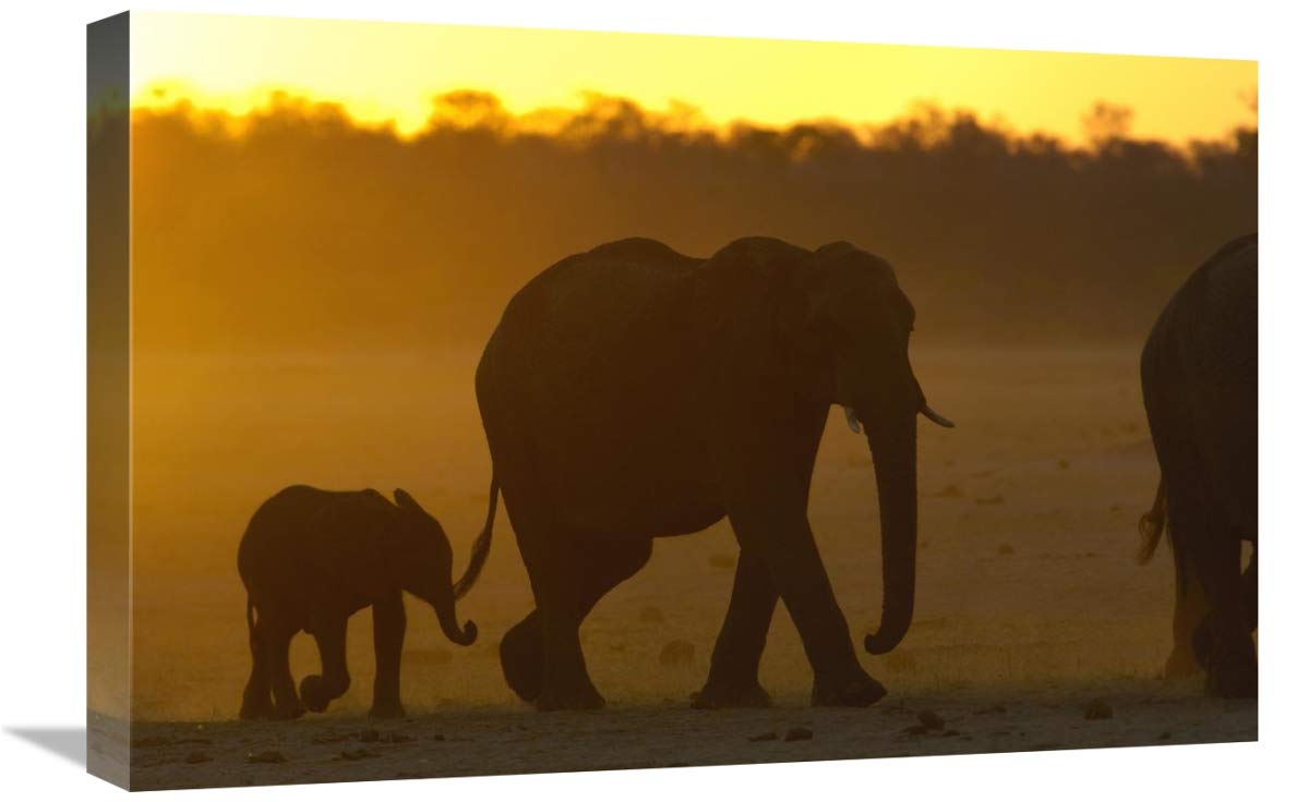 African Elephant mother and calf silhouetted at sunset, Africa-Canvas Art-24x16”