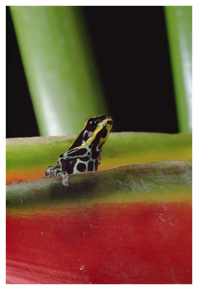 Rio Madeira Poison Frog sitting in a Heliconia leaf, Amazonia, Ecuador-Paper Art-34x50”
