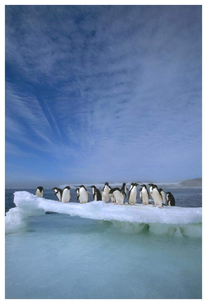 Adelie Penguin group crowding on melting summer ice floe, Possession Island, Ross Sea, Antarctica-Paper Art-42x62”