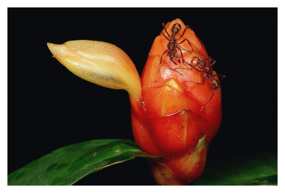 Ponerine Ant protecting flower of Spiral Flag ginger, Manu, Peru-Paper Art-20x14”